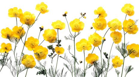 艳丽黄花植物艺术摆设