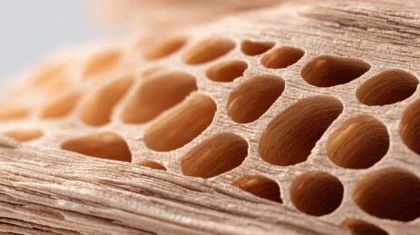 有机蜂窝状结构的微观特写