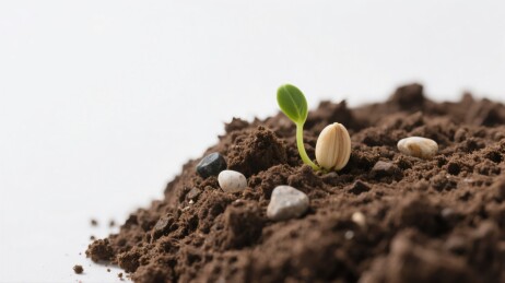 种子破土初萌芽