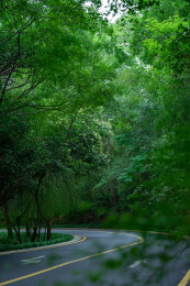 夏天绿树浓荫的s弯公路