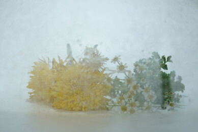  玻璃水汽后的植物 