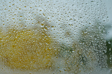  玻璃水汽后的植物 