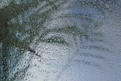  玻璃水汽后的植物 