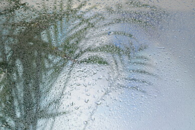  玻璃水汽后的植物 