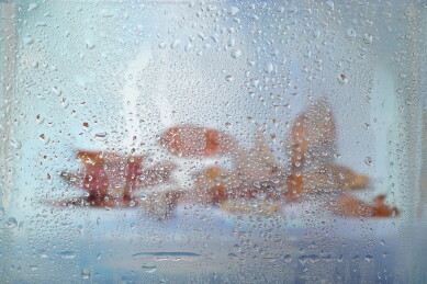  玻璃水汽后的植物 