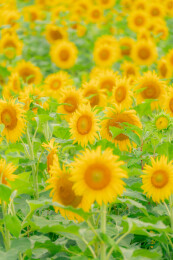 夏日向日葵花海