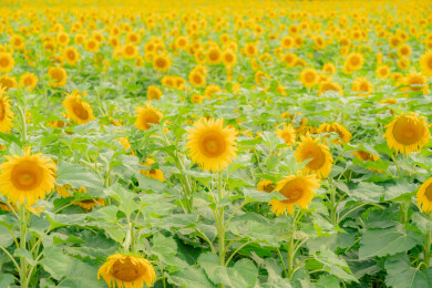 夏日向日葵花海