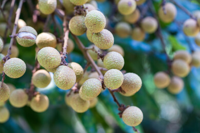 枝头饱满的新鲜龙眼果实