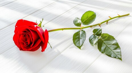 红玫瑰鲜切花静物场景