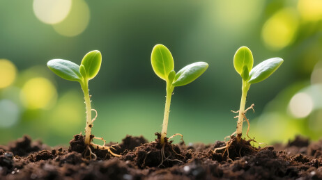 小苗与绿色光斑