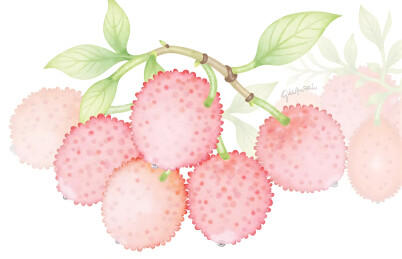 手绘荔枝枝丫果实