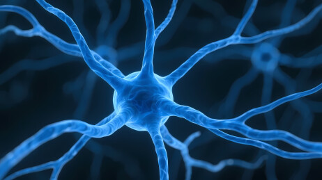 蓝色神经元与辐射状结构