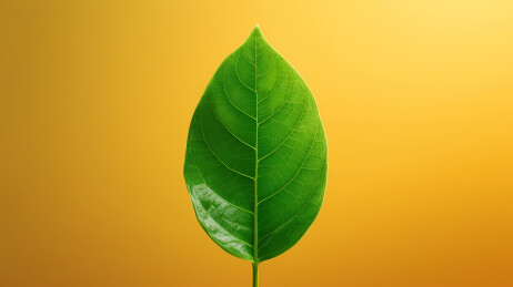 绿色叶片与生命之美