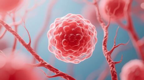 红色细胞与红色分支