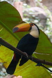 动物园的大嘴鸟