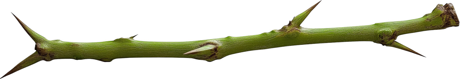 绿色植物茎干特写