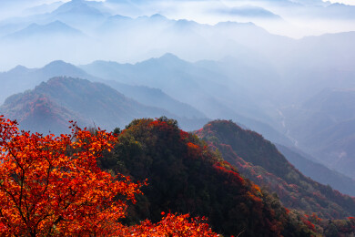 秦岭圭峰山红叶秋景高山云海层峦叠嶂景观