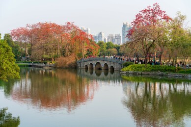 广州东山湖公园的五拱桥与木棉花