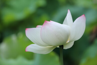 盛开的白色荷花