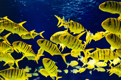 观赏鱼黄金鲹群游鱼水族馆