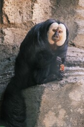 南京白面僧面猴杜杜
