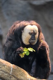 南京白面僧面猴杜杜