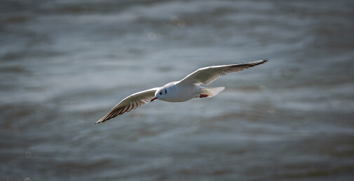西伯利亚红嘴鸥，海鸥