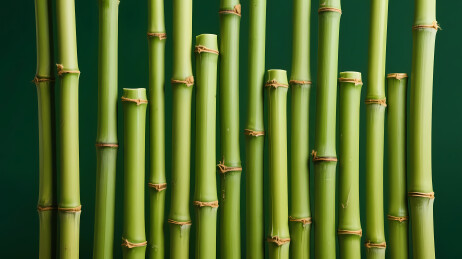 竹竿黄色绑带装饰