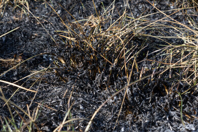 野火烧过干草后的灰烬