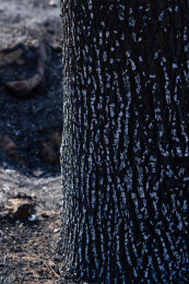 野火烧过干草后的灰烬