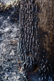 野火烧过干草后的灰烬