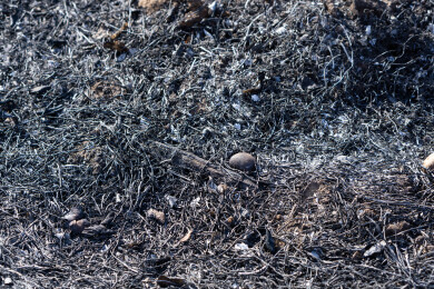 野火烧过干草后的灰烬