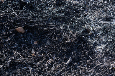 野火烧过干草后的灰烬