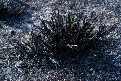 野火烧过干草后的灰烬