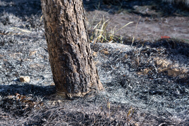 野火烧过干草后的灰烬
