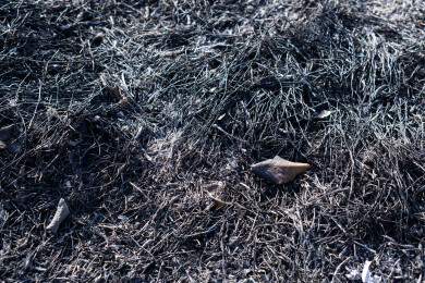 野火烧过干草后的灰烬