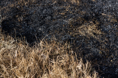 野火烧过干草后的灰烬