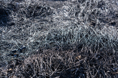 野火烧过干草后的灰烬