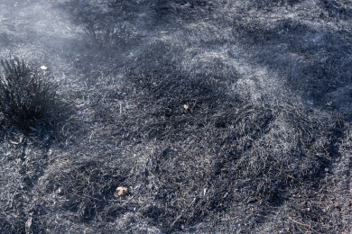 野火烧过干草后的灰烬