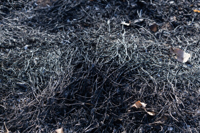 野火烧过干草后的灰烬