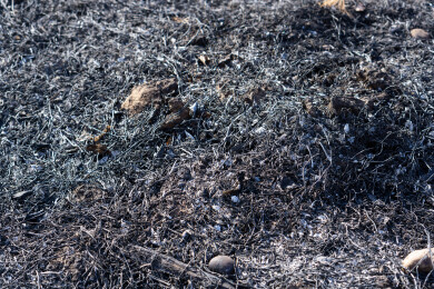 野火烧过干草后的灰烬