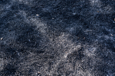 野火烧过干草后的灰烬