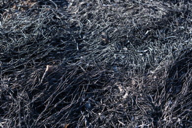 野火烧过干草后的灰烬