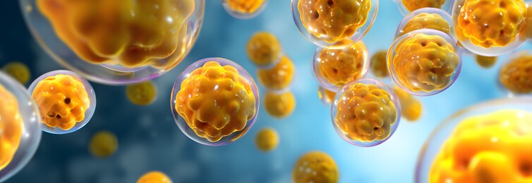 显微镜下的细胞群