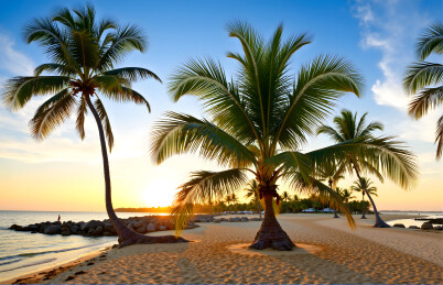 椰林海滩日落美景