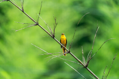 赤红山椒鸟站在高高的枝头上呼唤同伴