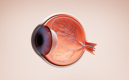 医学人类眼球结构三维渲染