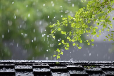雨中枝叶与滴水瓦片的清新画面