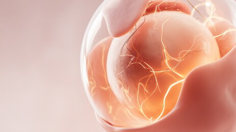 胚胎发育早期细胞分裂过程