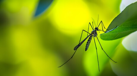 蚊子停在绿叶上